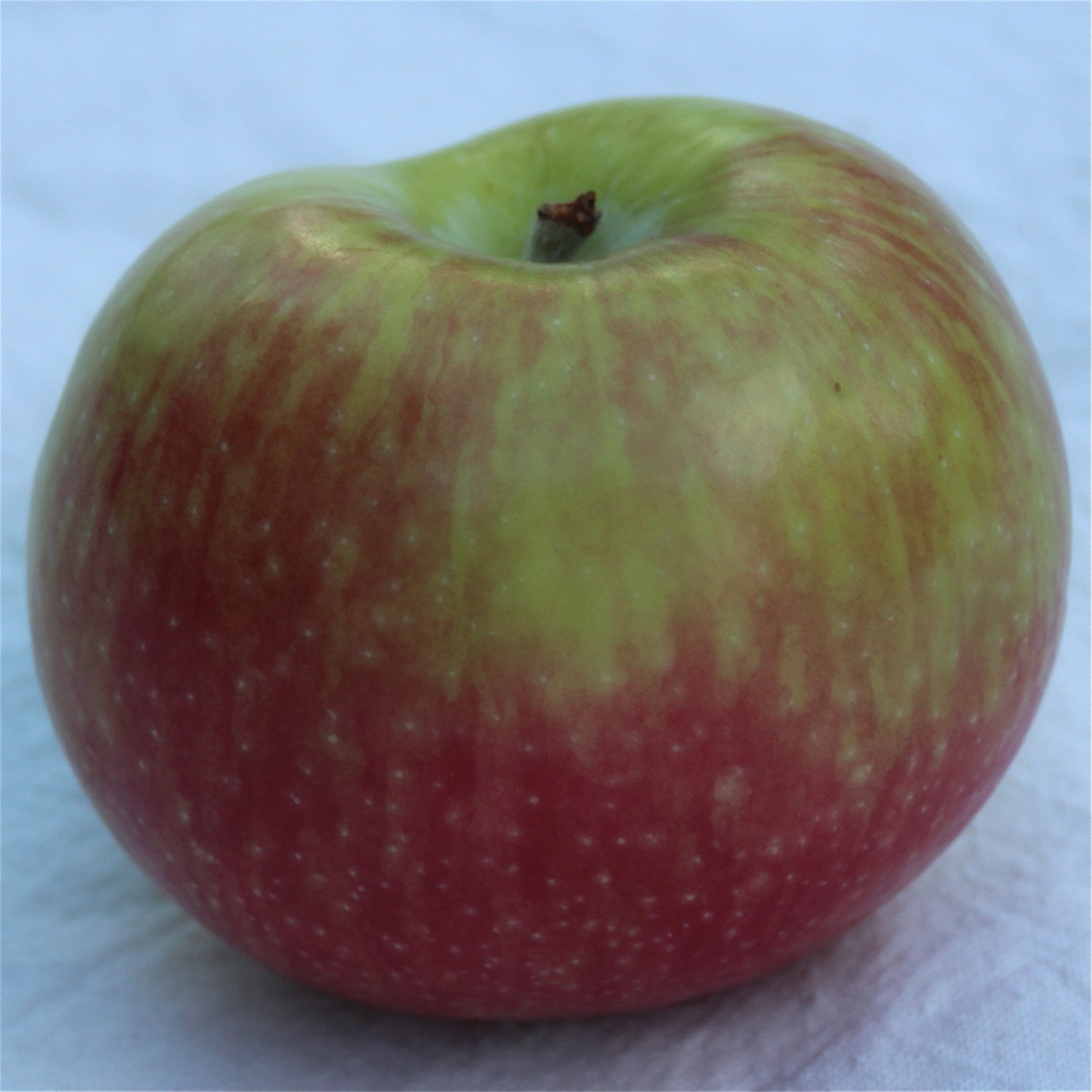 кисло сладкие сорта яблок фото